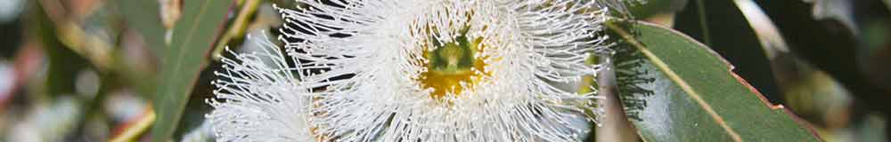 Eucalyptus flower close up