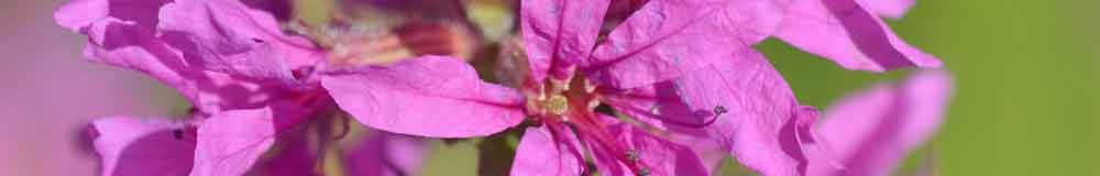 Loosestrife flower close up