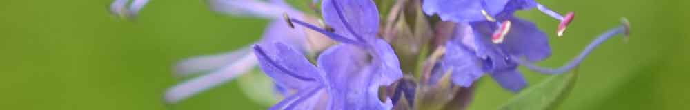 Hyssop flower close up