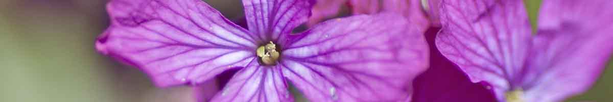 Honesty flowers close up