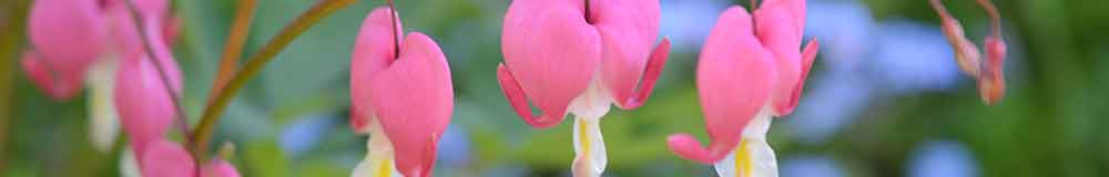 Bleeding Heart Flowers on a stem