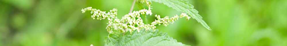 Nettle flower close up