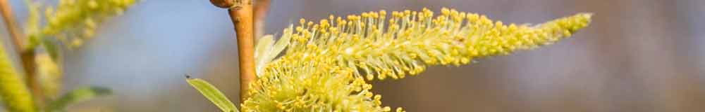 Willow flower close up