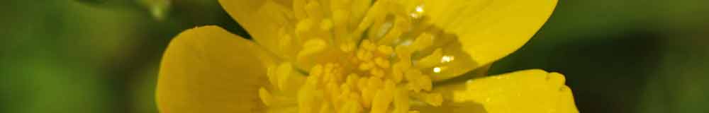 Buttercup flower close up