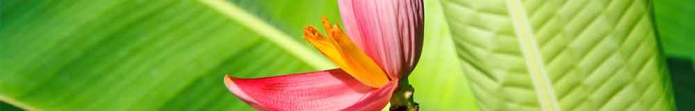 Banana flower close up