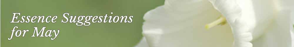 Essence Suggestions for the month Essence Suggestions for the month
