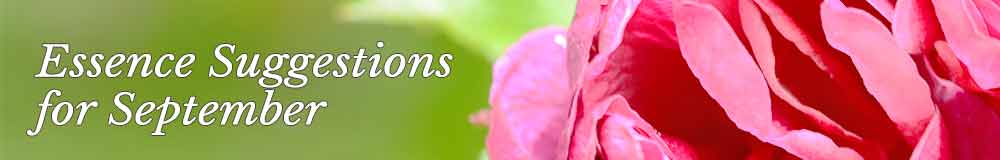 Essence Suggestions for the month Essence Suggestions text on a green background with a flower