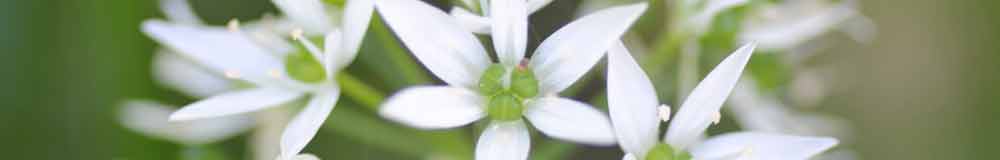 Garlic flower close up