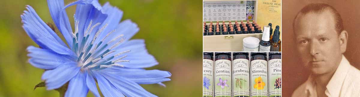 Bach Flower Remedies & Dr Edward Bach Montage Image: Picture of a Chicory flower, a set of Bach Flower Remedies, bottles and a book, 10ml Bach Remedy bottles and picture of Dr Edward Bach