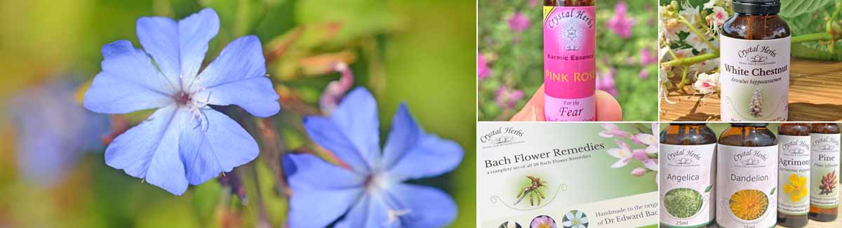 Montage Image: Cerato flowers, a bottle of Pink Rose flower essence, a White Chestnut Bach Flower Remedy with white chestnut flowers, a Bach Flower Remdey Set, and a close up of single Flower Essences and Bach Flower Remedy bottles