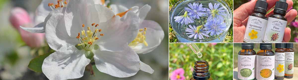 Montage Image: picture of a Crab Apple flower, Chicory flowers potentising in a bow of water, bottles of Agrimony and Pine Bach Remedies being held in a hand, a dropper bottoel and top and bottles of flower essences in nature.