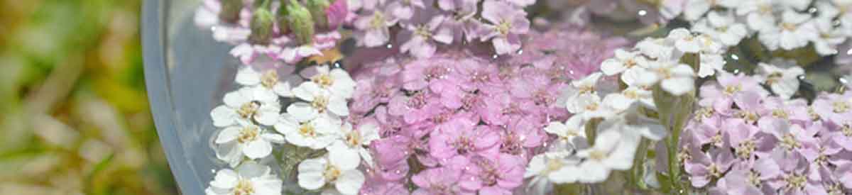 Making a Flower Essence Making a Flower Essence