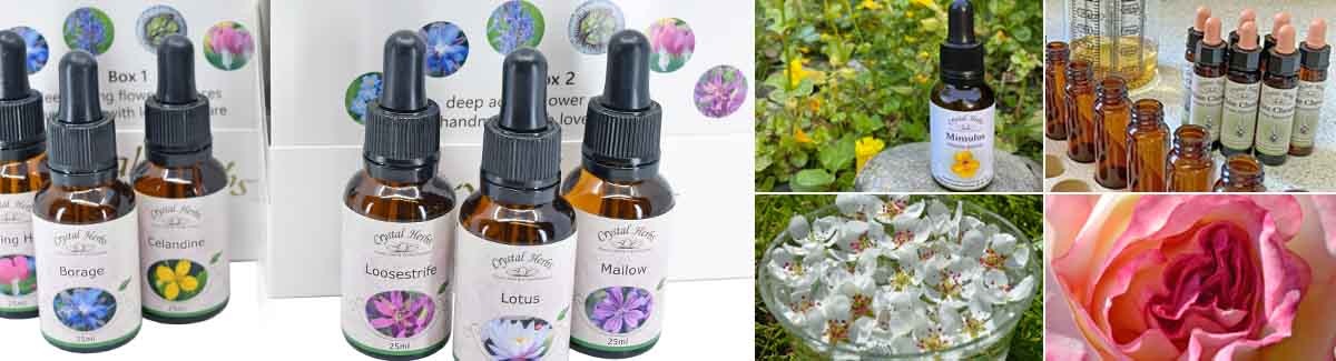 Flower Essence bottles, Mimulus Essence, Handmade Essences, Mother Tinctures in a bowl and Handel Rose flower