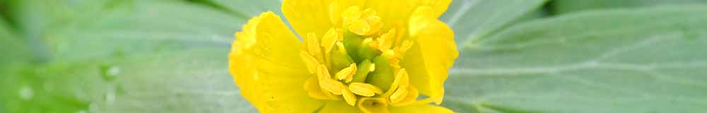 Aconite - Newsletter Archive Aconite - Newsletter Archive