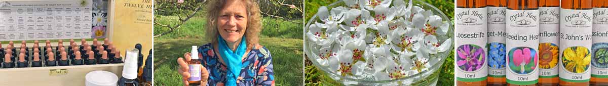 Montage: A Bach flower remedy set in a wooden box, a picture of Catherine Keattch, flowers potentising in a bowl and bottles of 10ml flower essences