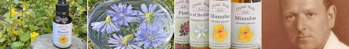 A picture of Crystal Herbs Mimulus Bach Flower Remedy with Mimulus flowers, Chicory flowers in a bowl of water, bottles of Crystal Herbs Bach Flower Remedies, and a picture of Dr Edward Bach