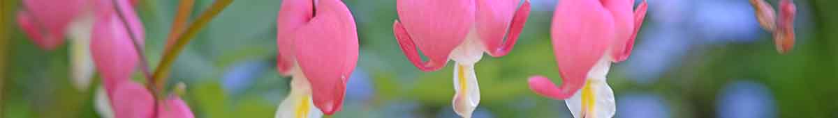 Bleeding Heart Flowers