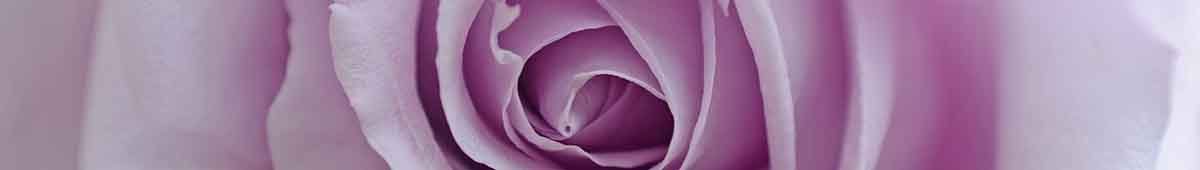 Blue Moon Rose Blue Moon Rose