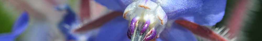 Borage Flowers