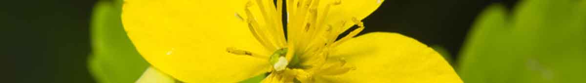 Celandine - Essences for Children Celandine flowers