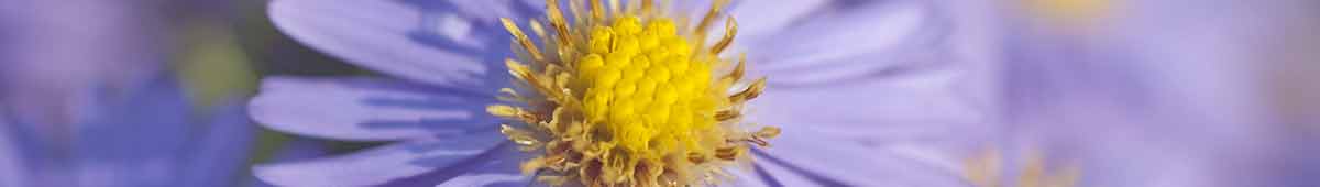 Chysanthemum Flower