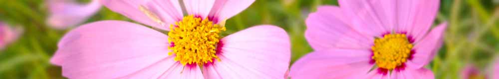 Divine Harmony Essences - Cosmos Flower