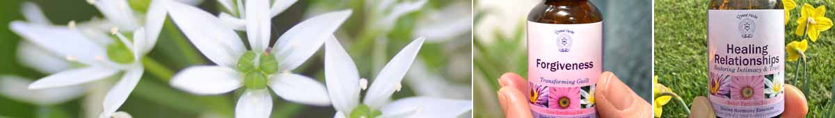 Picture of Garlic flowers and a bottle of the Forgiveness Essence and the Healing Relationships Essence