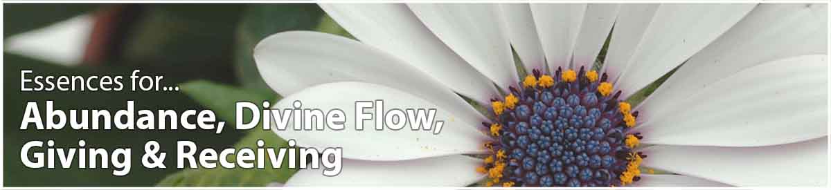 Osteospernum flower, text, Essences for Abundance, Divine Flow, Giving & Receiving