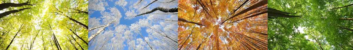 The Essence Retailers Year The Four Seasons - trees through the four seasons