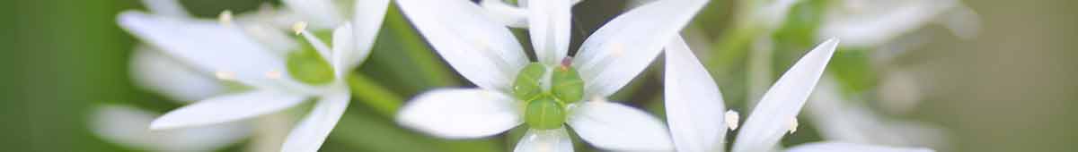 Garlic Flowers