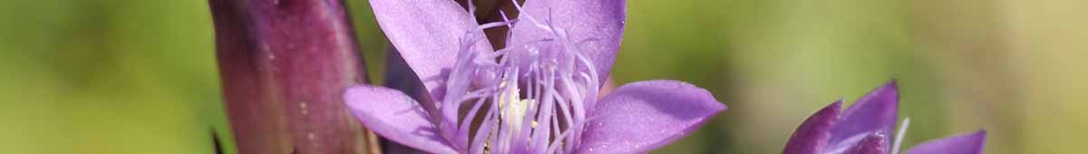Picture of a Gentian flower from the Bach Flower Remedies