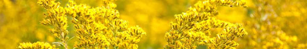 Golden Rod - Flower Essence Consultations Golden Rod - Flower Essence Consultations