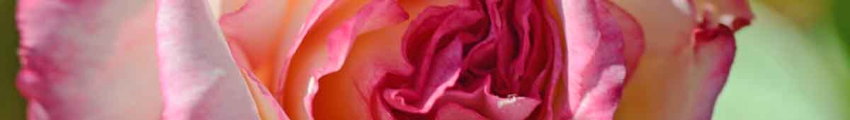 Handel Rose Flower