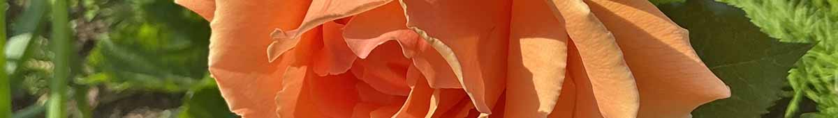 Picture of a Just Joey Rose flower