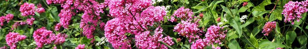 Valerian flowers - pink flowers with a background of leaves.