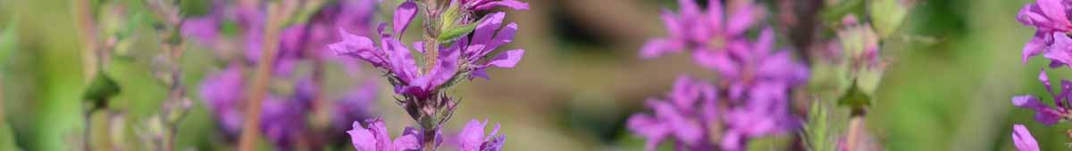 Picture of Loosestrife flowers in nature