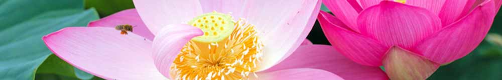 Lotus Flowers - an Holistic Perspective
