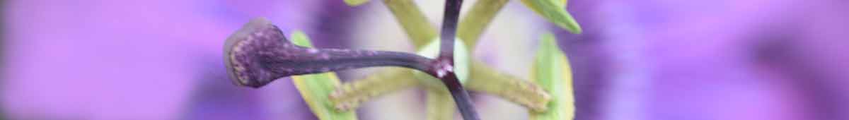 A close up of a passion flower