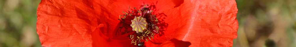 Poppy - Newsletter Archive Poppy - Newsletter Archive