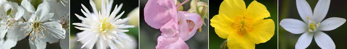 Bach Revival Remedy montage of flowers: Cherry Plum flower, Clematis flower, Impatiens flower, Rock Rose flower and Star of Bethlehem flower