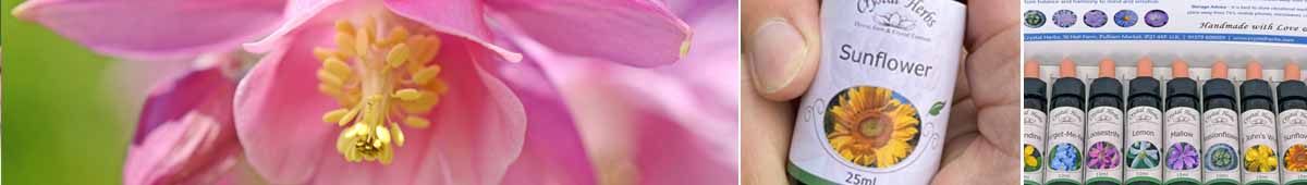 Picture of a Columbine flower, a bottle of Sunflower Flower Essence and a flower essence set