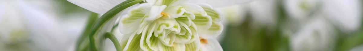 Picture of a Snowdrop flower