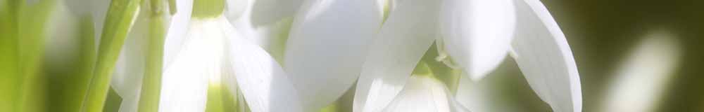 Snowdrop Flowers