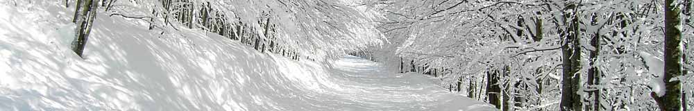 Snowy Trees - festive Offers