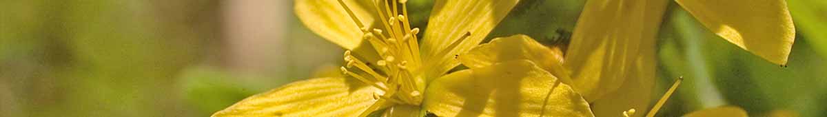 Picture of a St Johns Wort flower