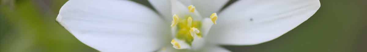 Star of Bethlehem Flower - close of of thw white pertals and yellow centre of a green background