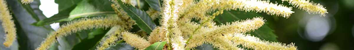 Picture of Sweet Chestnut flowers