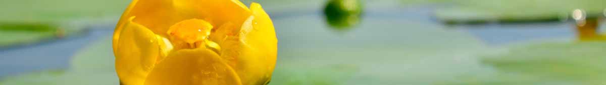 Picture of a Water Lily flower