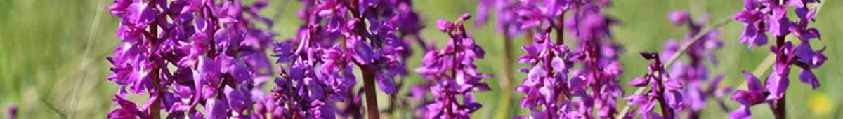 Picture of Wild Orchid flowers