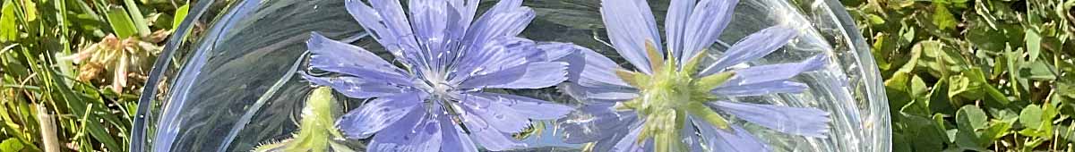 A picture of Chicory flowers potenising in a bowl of water to make a Bach Flower Remedy